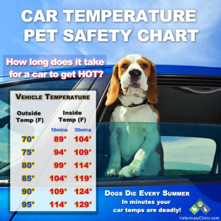 Dog and human health can be endangered in minutes in a hot car. (Click to expand)