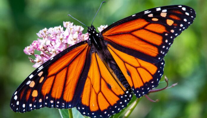 A monarch butterfly spreads its wings as it perches on a flower.